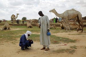 Livestock market: Niger Nomads Herdsmen, Tuareg and Peul