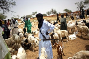 Livestock market: Niger Nomads Herdsmen, Tuareg and Peul 