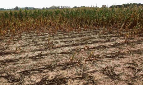 Corn plants struggle to survive on a drought-stricken field in Oakland City, Indiana