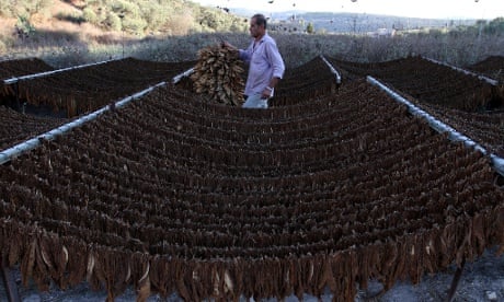A Palestinian farmer dries Arabic tobacco leaves at his farm in the village Yabed, near the West Bank City of Jenin. The Yabed village is known for its Arabic Tobacco cigarette manufacturing and produces quality local cigarettes cheaper than imported cigarettes.