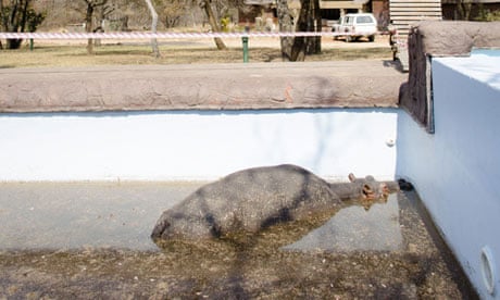 Hippo stuck in swimming pool, South Africa