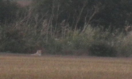 Gill and Steve Atkin's photograph of the "lion" in a field behind their caravan at Earls Hall Farm