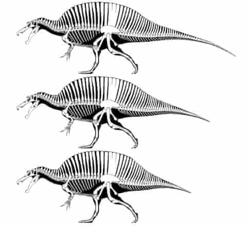 Spinosaurus tails