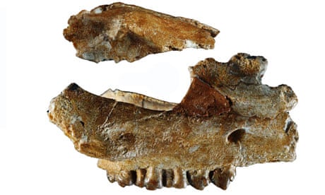 eritherium azzouzorum fossil