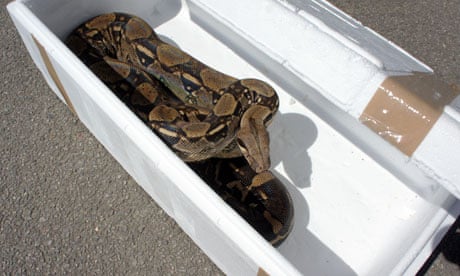The 6ft boa constrictor found abandoned in Surrey