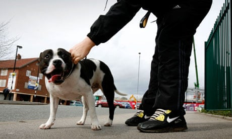 Staffordshire bull terriers are sometimes kept as 'status dogs'