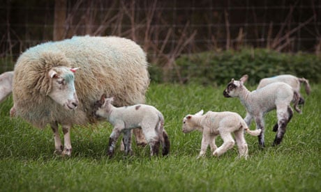 A ewe and newborn lambs