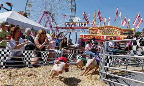 Pigs at a state fair