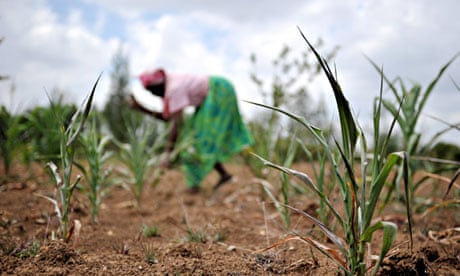 Woman works in field in kenya