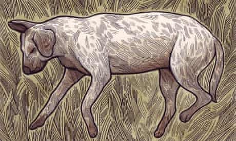 Illustration of a dead dog by Clifford Harper
