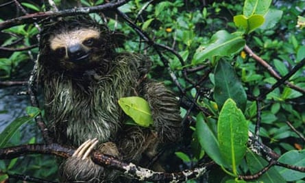 A three toed pygmy sloth in a mangrove tree