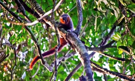 A new species of Callicebus monkey discovered in Brazil in 2010