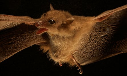This species of blossom bat was discovered in the Foja Mountains of Papua New Guinea in 2010