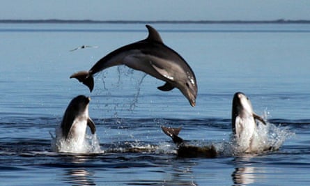 Tursiops Australis, a new species of dolphin discovered in 2011 in Australia