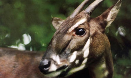 A saola photographed in the jungle of Vietnam