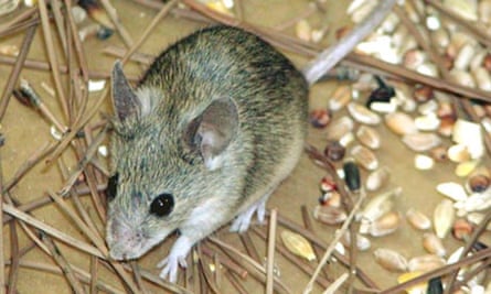 Mus cypriacus, the Cypriot mouse, which was identified in 2006