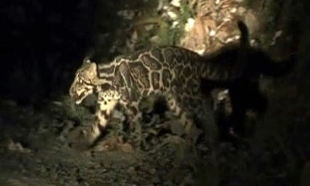 A newly identified Sundaland clouded leopard, caught on camera for the first time in Borneo