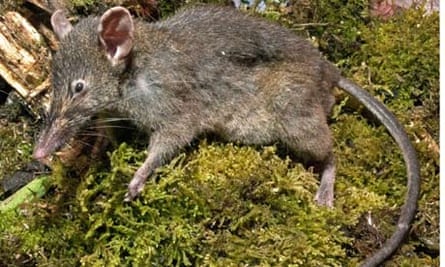 A new species of rat, Paucidentomys vermidax, discovered in Sulawesi