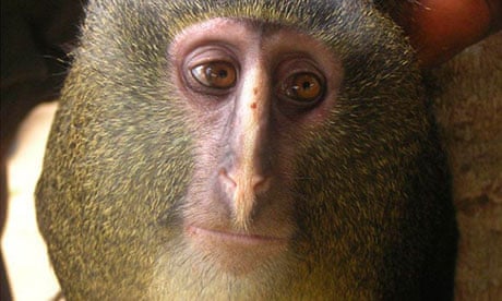 Lesula monkey