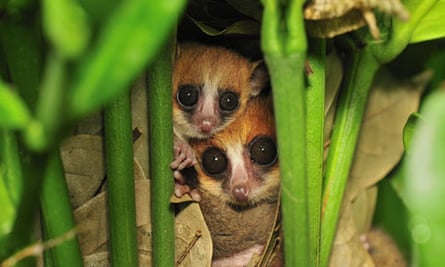 Goodman's mouse lemurs