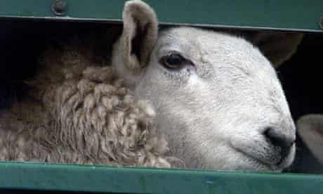 Sheep in lorry