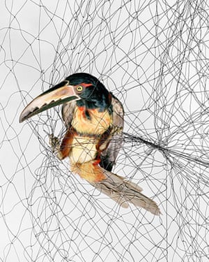 Big Picture-Birds in Nets: Bird caught in a net