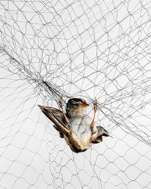 Big Picture-Birds in Nets: Bird caught in a net