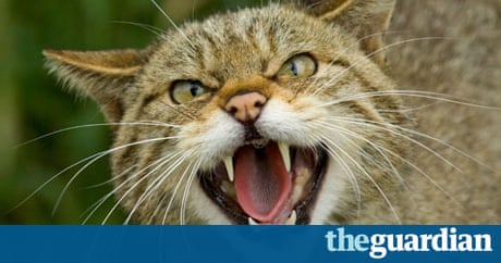 Why the Scottish wildcat is staring extinction in the face ...
