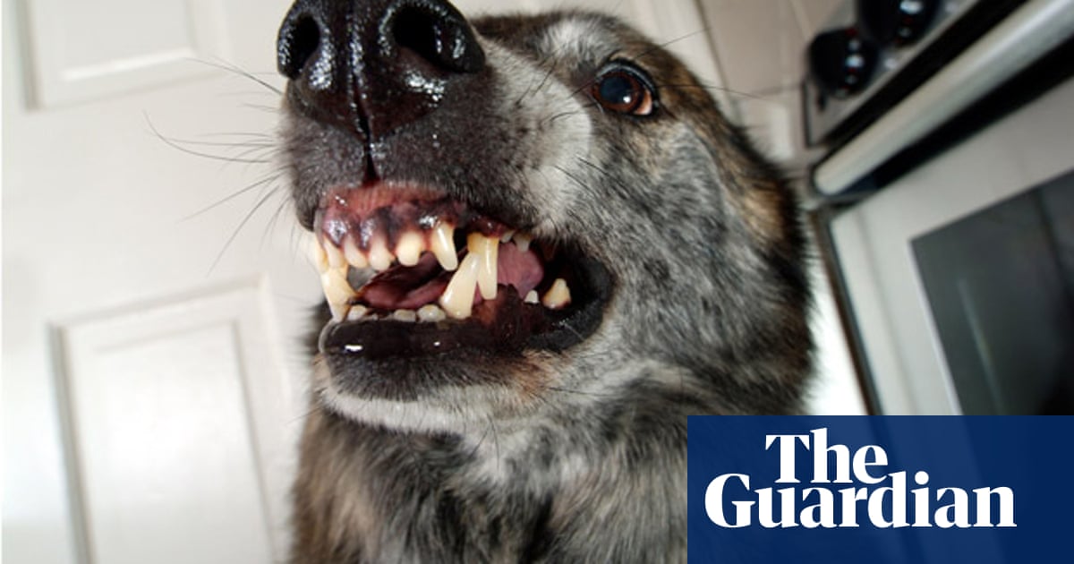 Your Enemy S Enemy Is Your Dog Scientists Find Science The