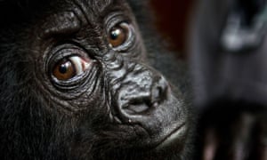 Baby gorilla Isangi, a poached 9-month-old Grauer's gorilla, that was moved to Virunga National Park headquarters at Rumangabo, in the Demoncratic Republic of Congo to be quarantined for a month.