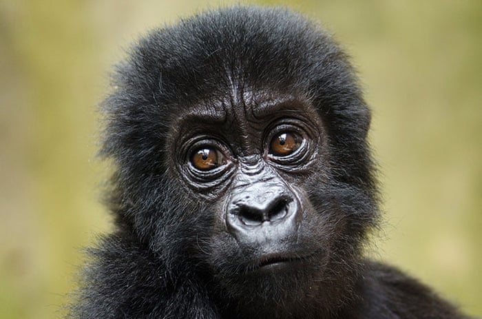 Orphaned Baby Gorillas Rescued In Congo In Pictures Environment The Guardian Orphaned Baby Gorillas Rescued In Congo In Pictures Environment The Guardian