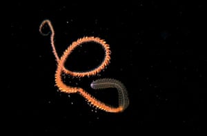 Siphonophores : This siphonophore, physonect siphonophore Stephanomia sp