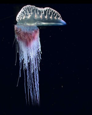 Siphonophores : Physalia the “Portuguese man of war” 