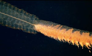 Siphonophores : Nectophores of the siphonophore Stephanomia sp