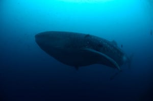 week in wildlife: A whale shark is seen in the Galapagos Islands