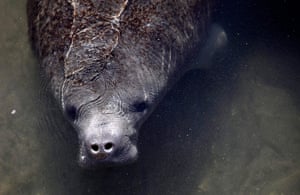 week in wildlife: A manatee is seen near an outlet in Riviera Beach, Florida