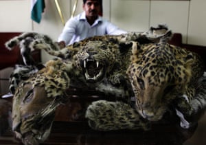 week in wildlife: Leopard Skins Recovered From Poacher In India