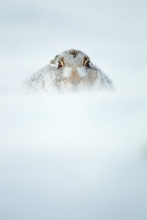 BWPA: 2012 British Wildlife Photography Awards 
