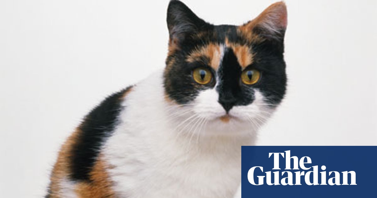 Dr Dillner S Health Dilemmas Should I Get Rid Of My Cat To Avoid