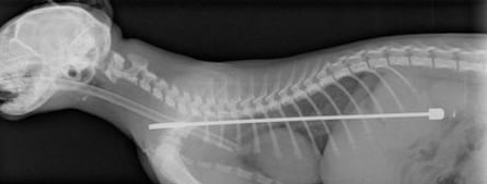 X-ray of the TV aerial inside Alphie the kitten