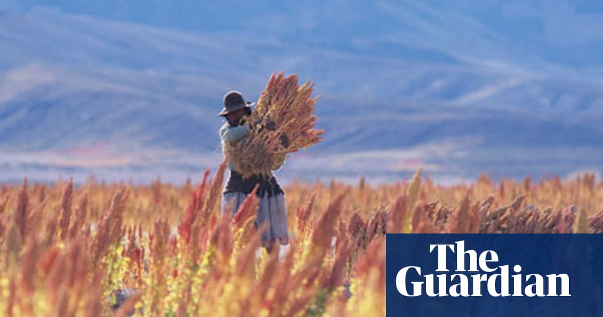 Quinoa Good Evil Or Just Really Complicated Food The Guardian