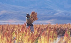 Quinoa Brings Riches To The Andes Americas The Guardian
