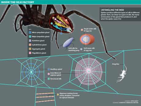Spiders graphic