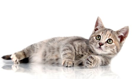 Programmer Bob Who Outsourced His Job Was A Model Modern Employee Work Careers The Guardian