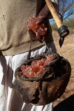 Sudan gum arabic: A farmer carries collected gum arabic from an Acacia tree