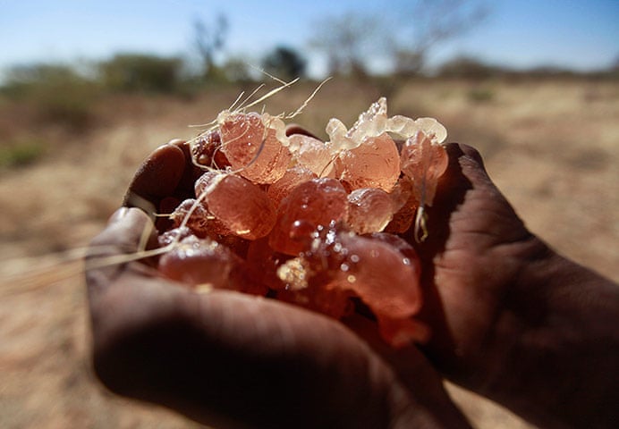Global demand for gum arabic indirectly fuels the war in Sudan