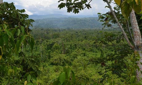 Amazon Rainforest Is Home To 16 000 Tree Species Estimate Suggests Amazon Rainforest The Guardian
