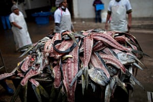 FTA: Rodrigo Abd: Carcasses of fish, gutted and filleted for customers