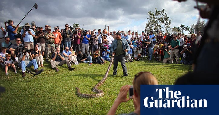 Florida’s inaugural Python Challenge hunt – in pictures | Environment