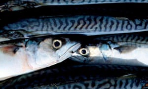 Paki girls humans fucking fish